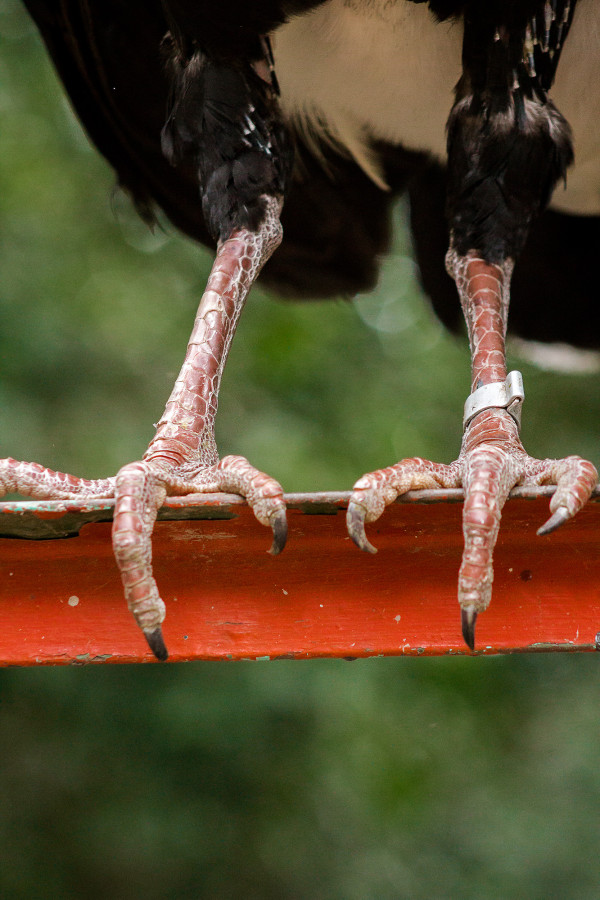 moitúes.reintroducción2021-9
