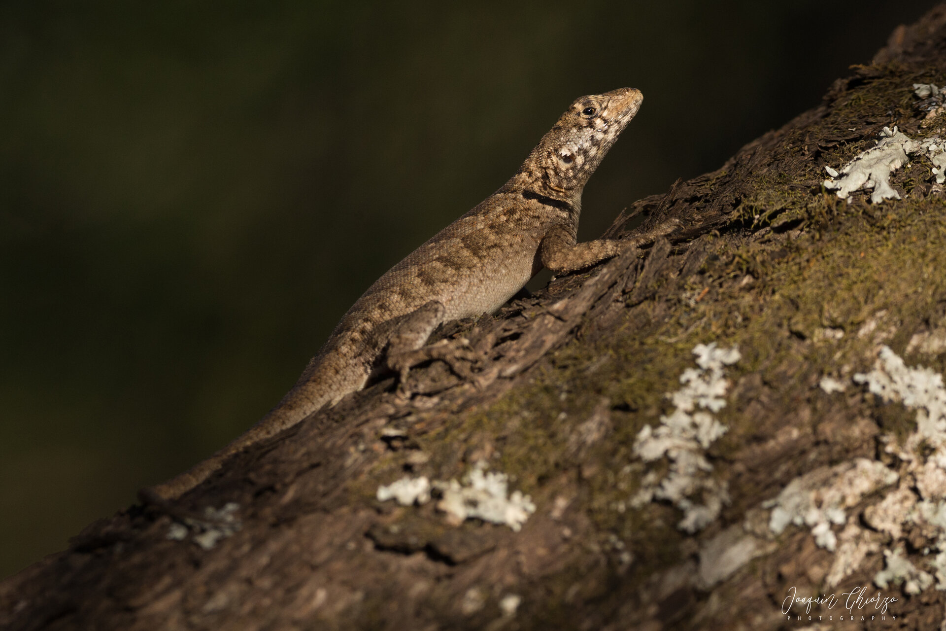 lagarto-trepador-chaqueno-tropidurus-etheridgei