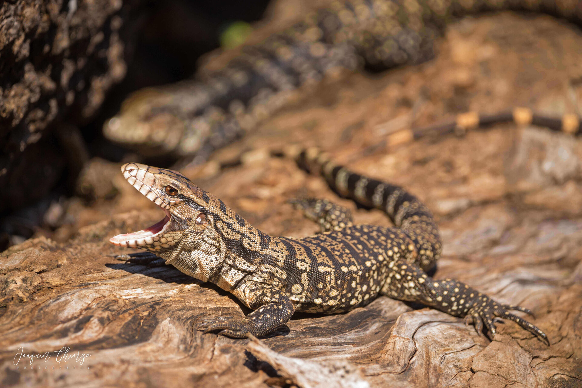 lagarto-overo-salvator-merianae