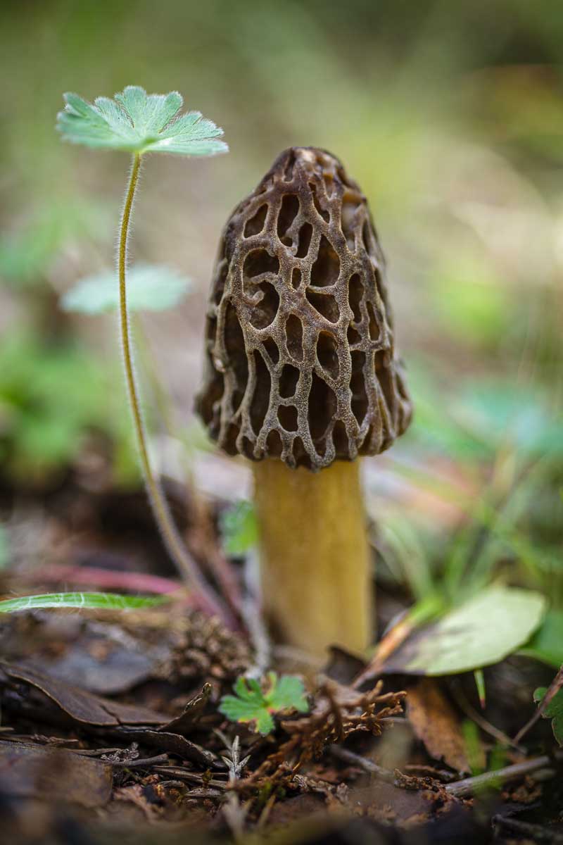 morilla-morchella-sp