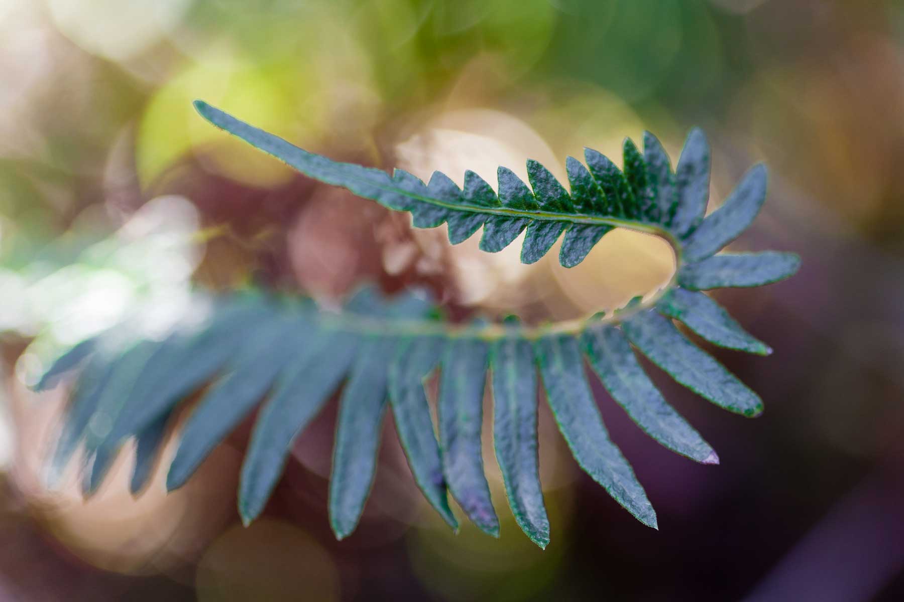 blechnum-hastatum-al-menos-hasta-hace-poco-se-llamaba-asi