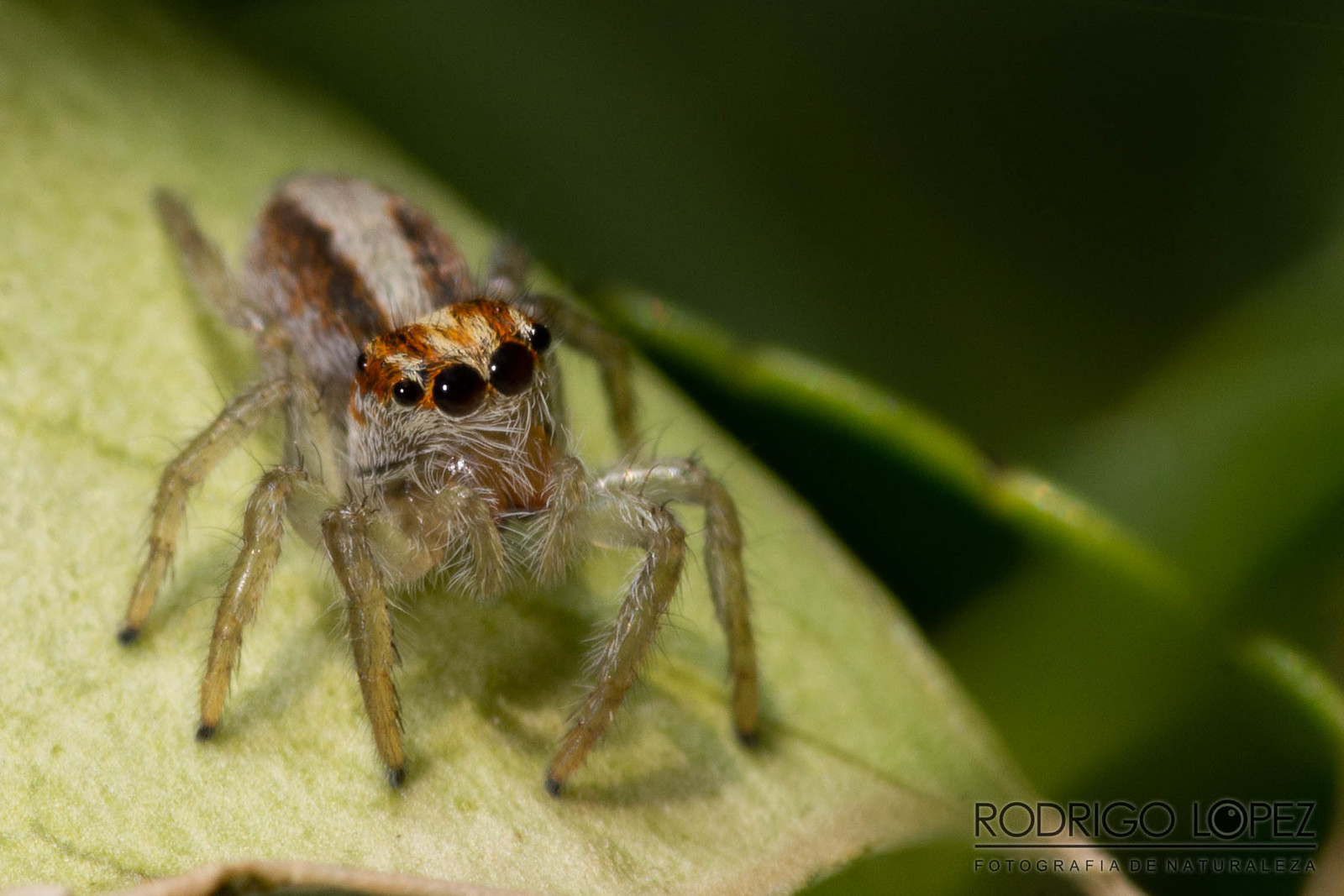 salticidae