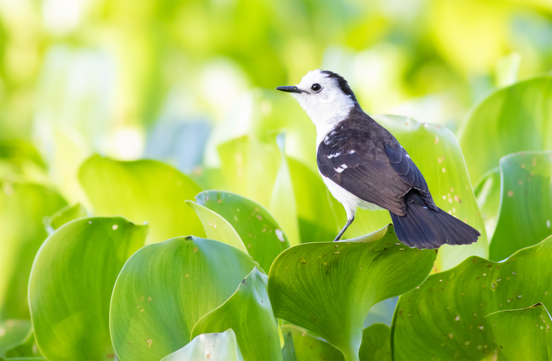 viudita-blanca-fluvicola-albiventer