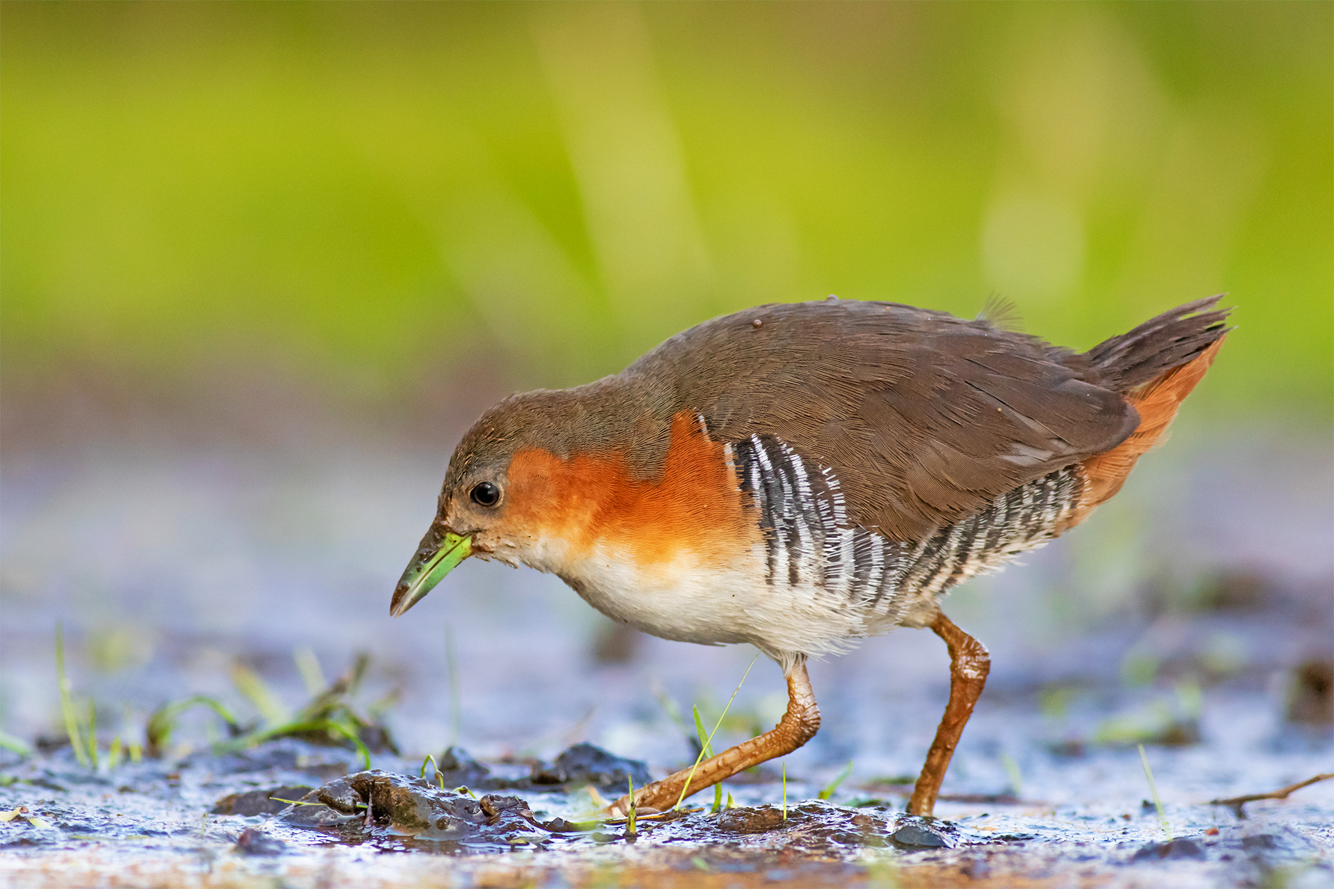 burrito-comun-laterallus-melanophaius