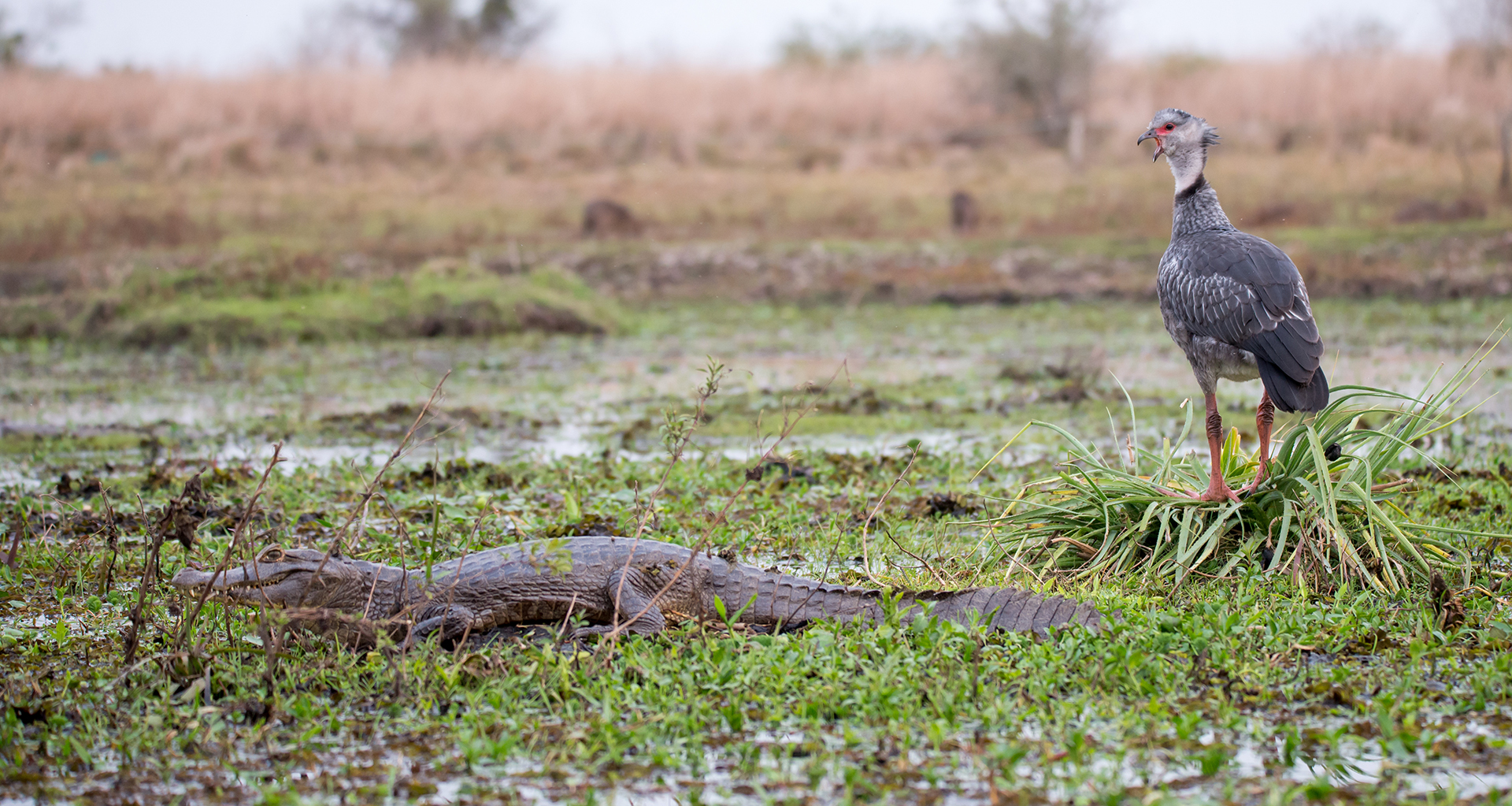 la-cotidianidad-de-ibera