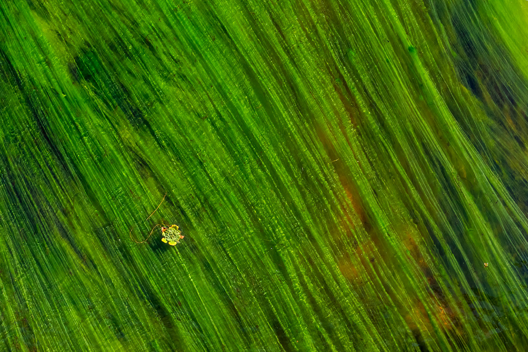 repollo-de-agua-y-algas-banado-la-estrella-formosa