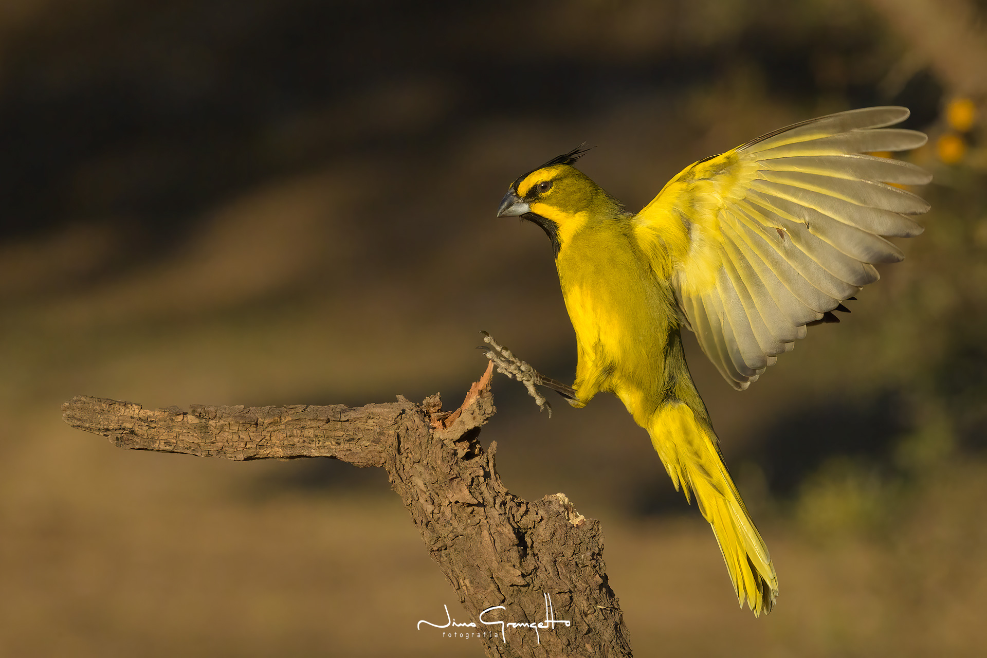cardenal-amarillo_ngr2187