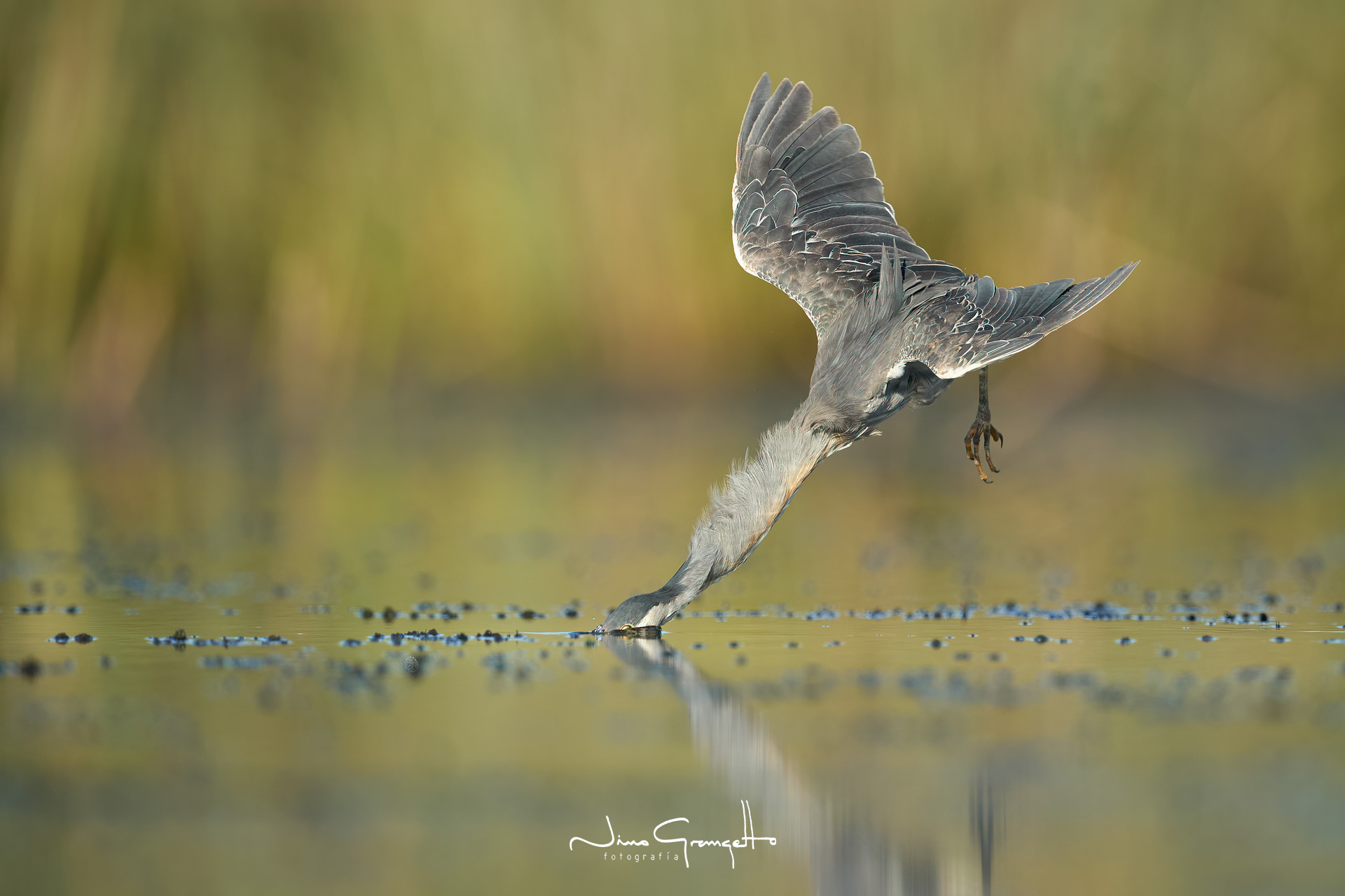 garcita-azulada_ngr4848-1