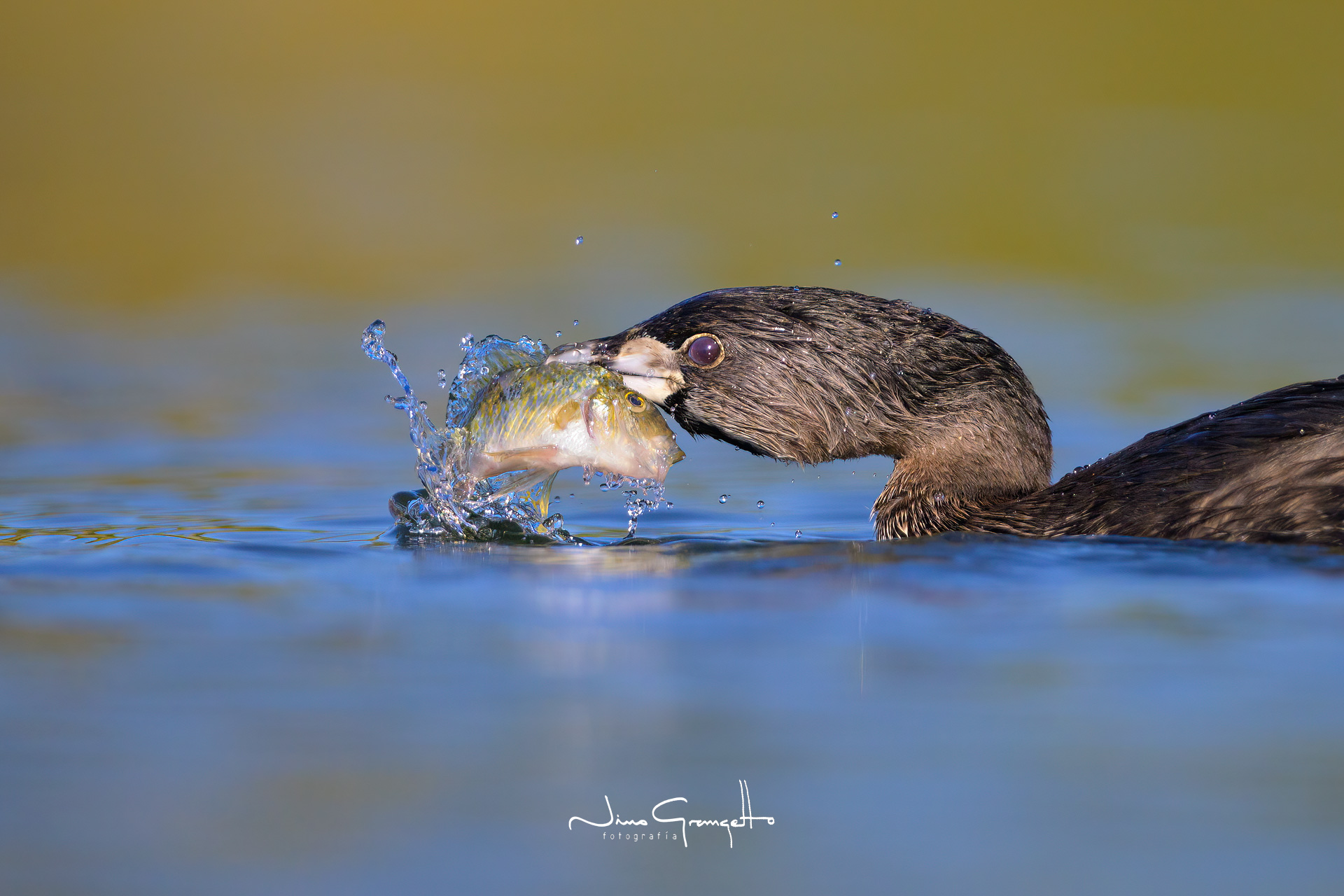 maca-picogruesor_ngr0485