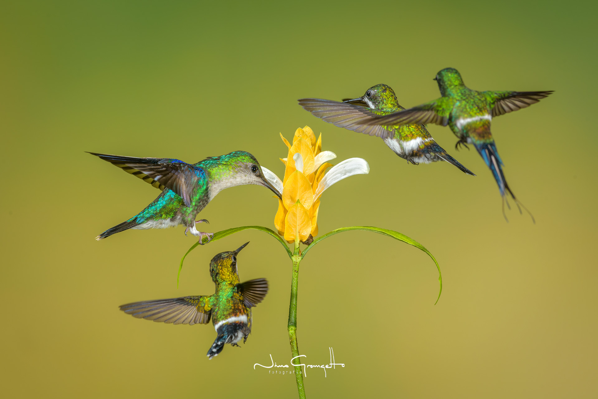 picaflores-ecuador_grn5959