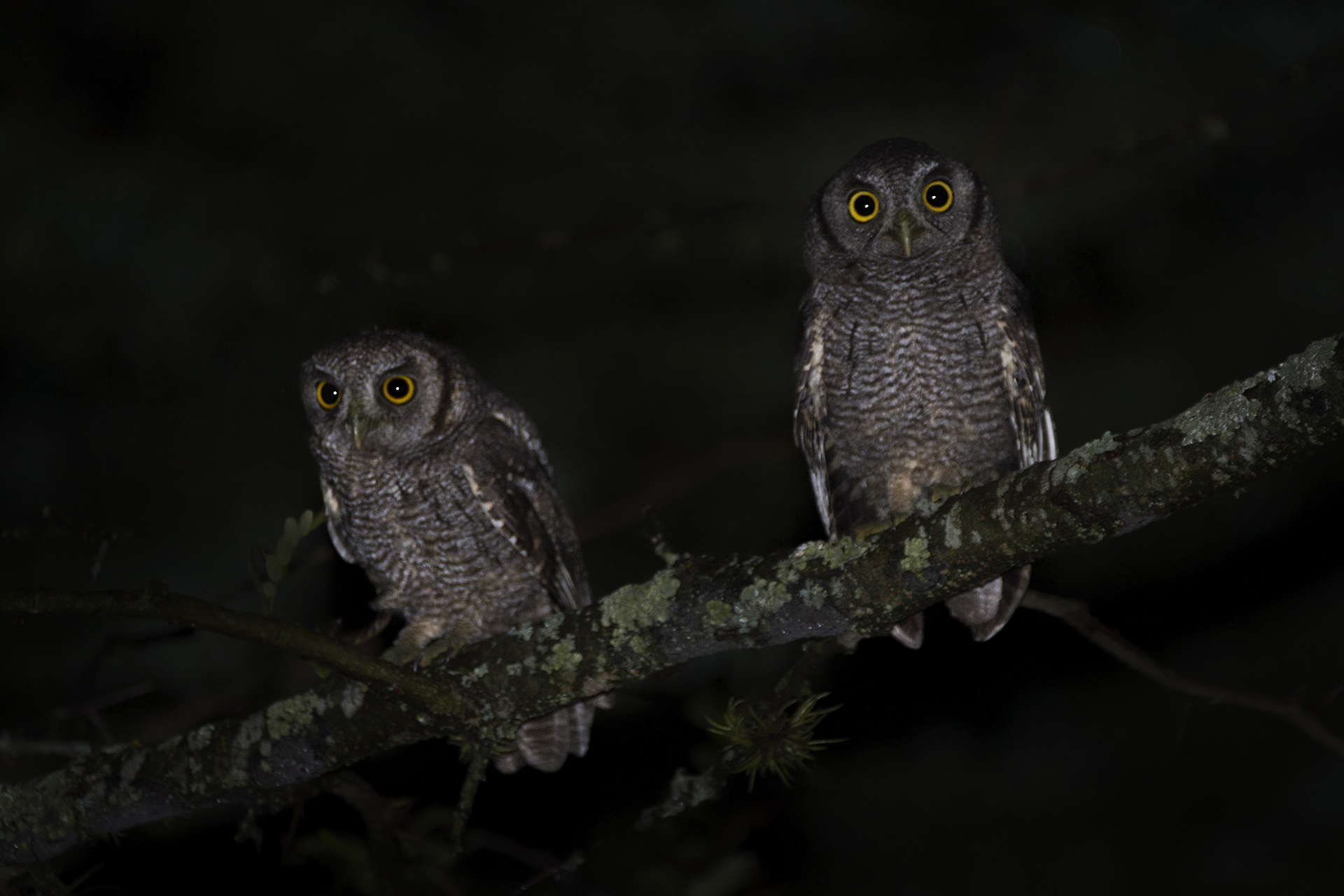 alilicucu-megascops-choliba