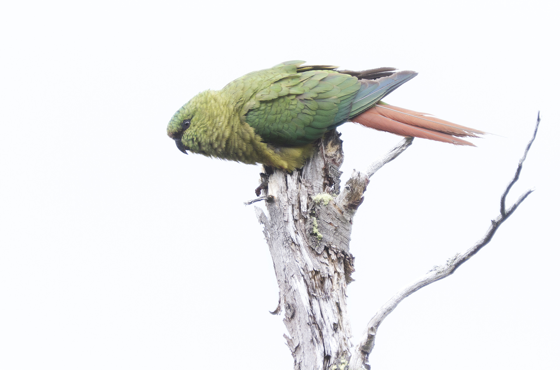 cachana-enicognathus-ferrugineus