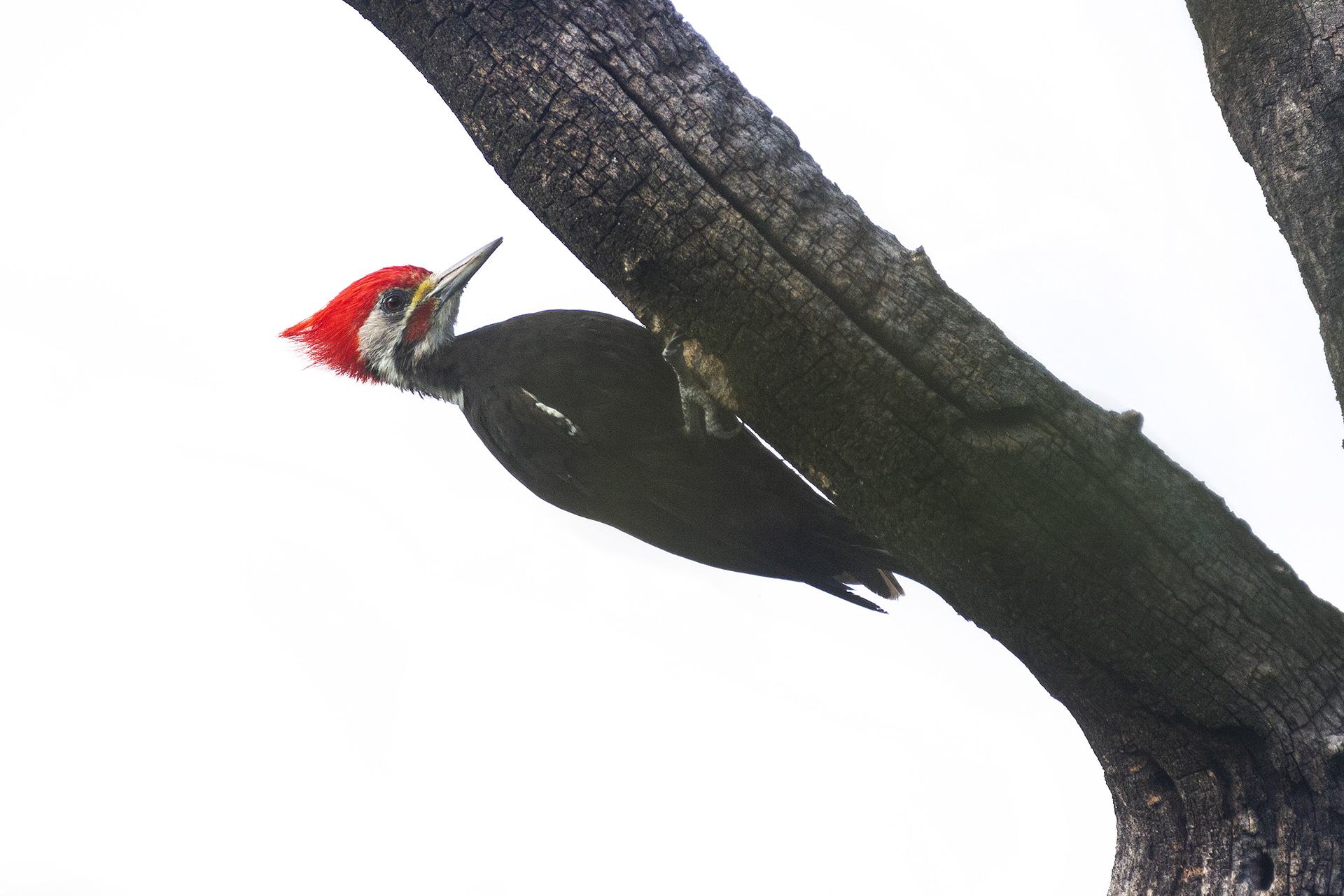 carpintero-negro-dryocopus-schulzi