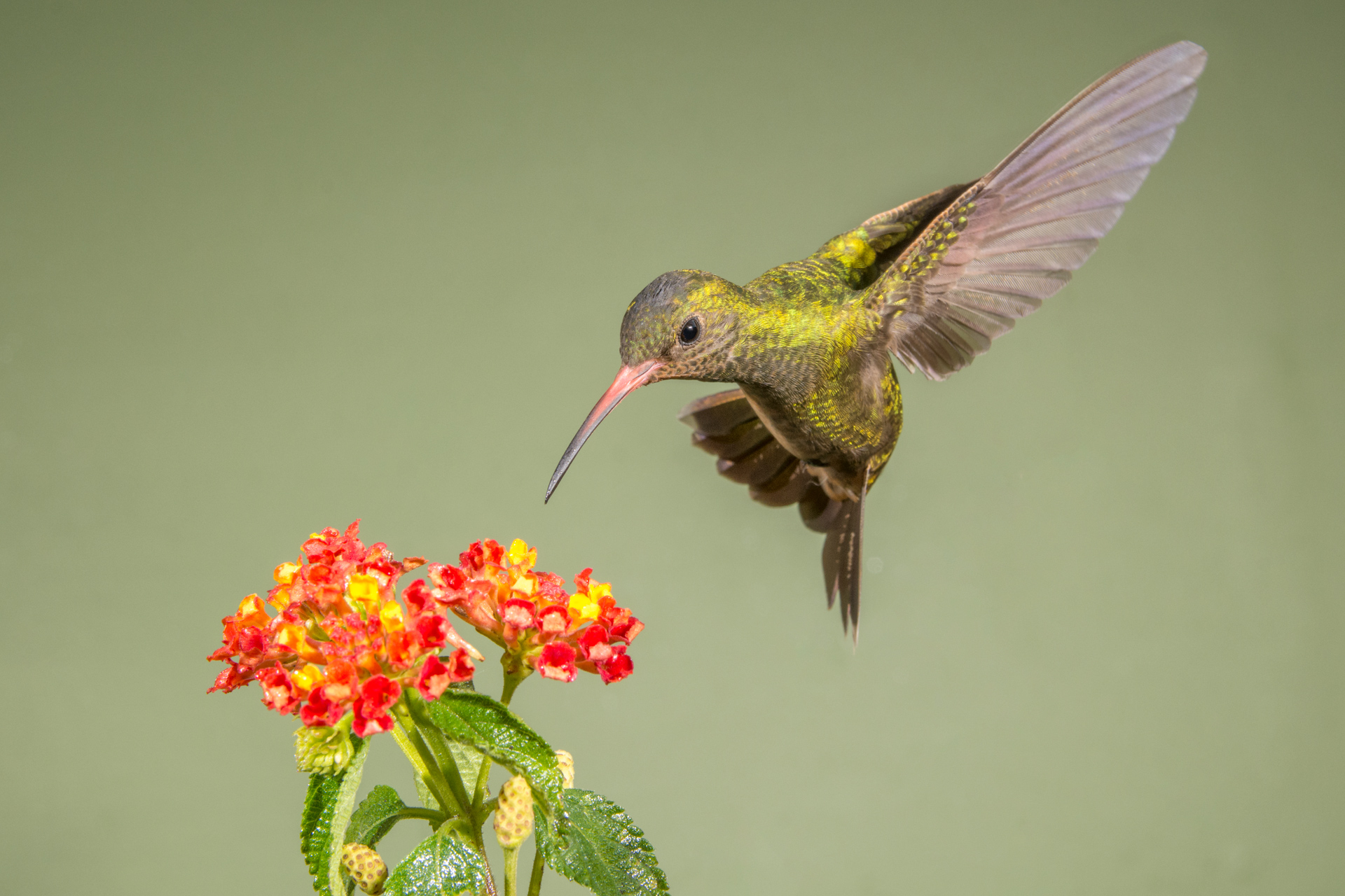 picaflor-bronceado-hylocharis-chrysura