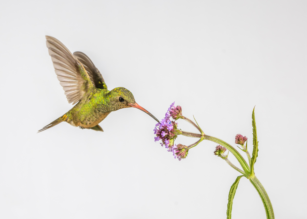 picaflor-bronceado-y-verbena-bonariensis