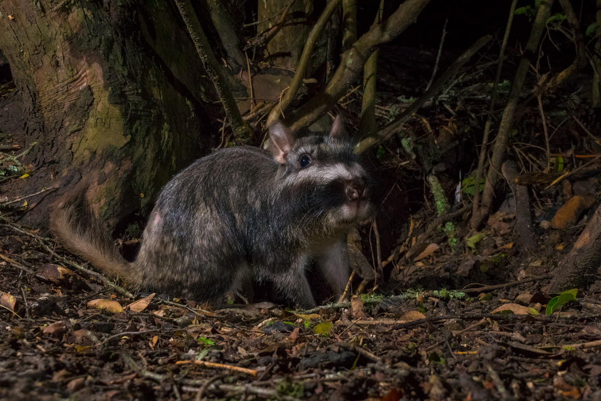 vizcacha-lagostomus-maximus-2