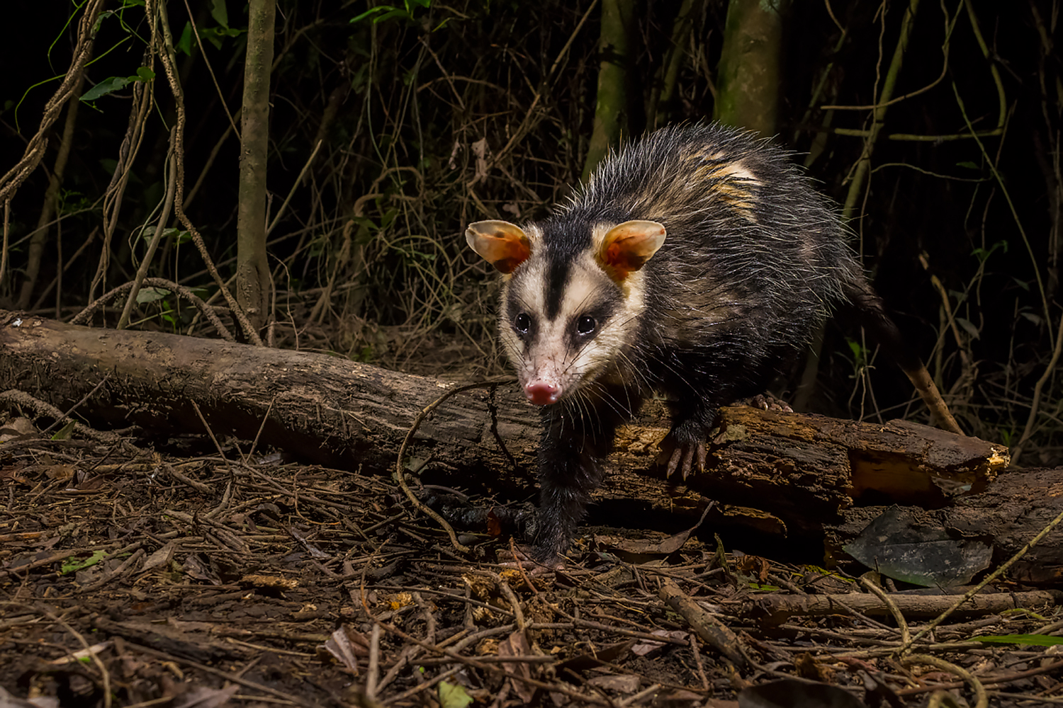 comadreja-overa-didelphis-albiventris