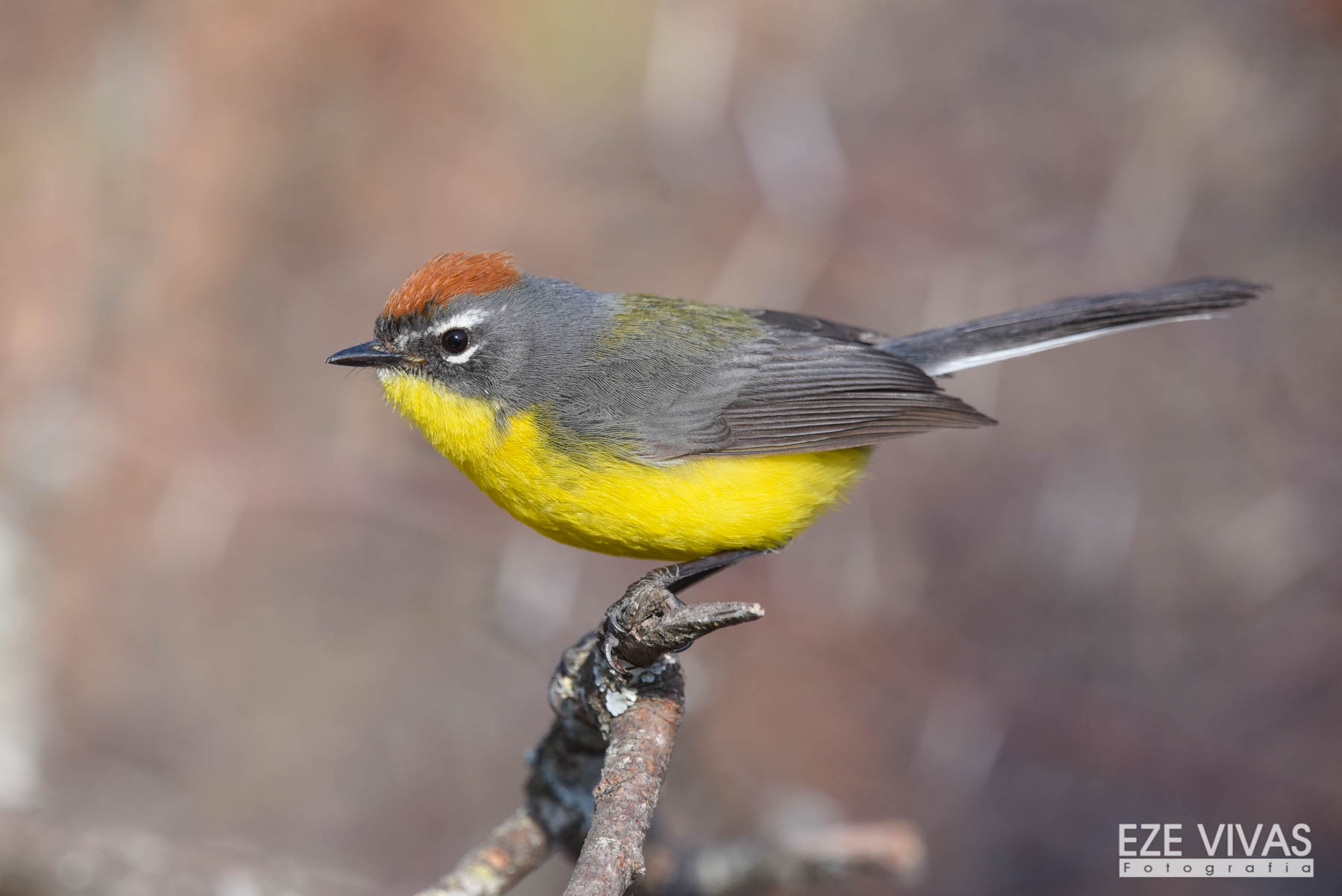 aranero-corona-rojiza-2