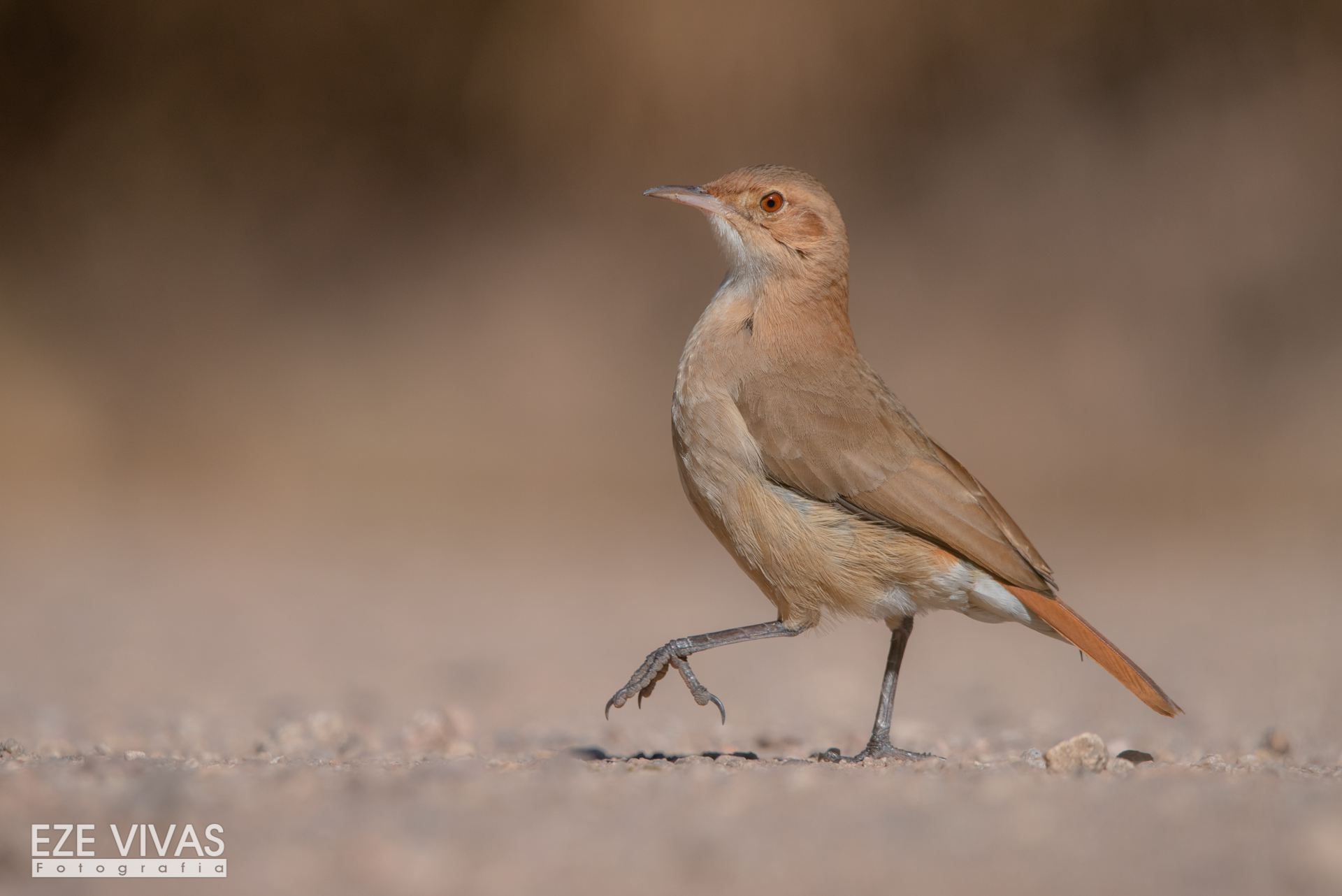 hornero-furnarius-rufus