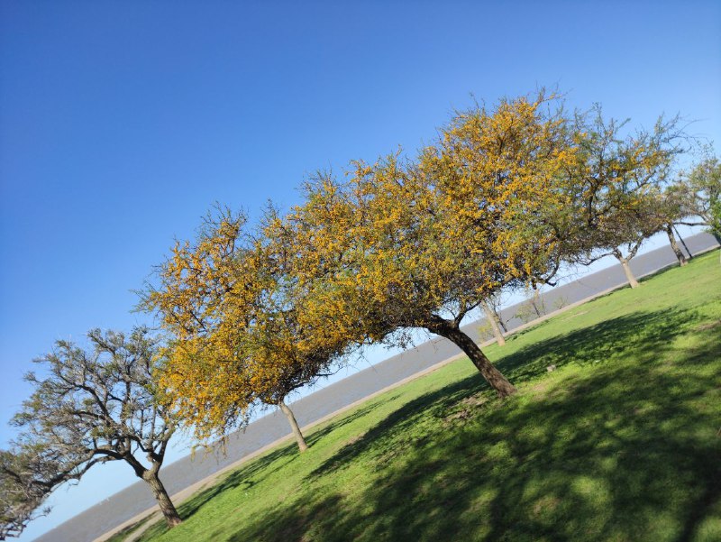 vachellia-caven-espinillo-reserva-ecologica-vicente-lopez-bs-as-arg