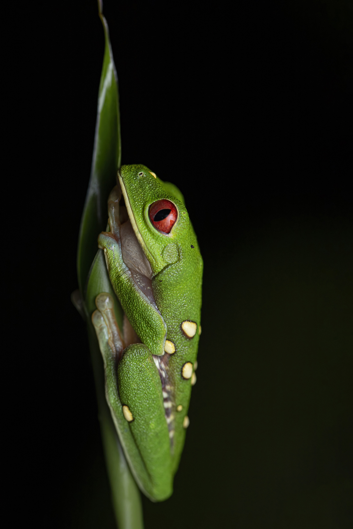 _mg_5524bajaversion2