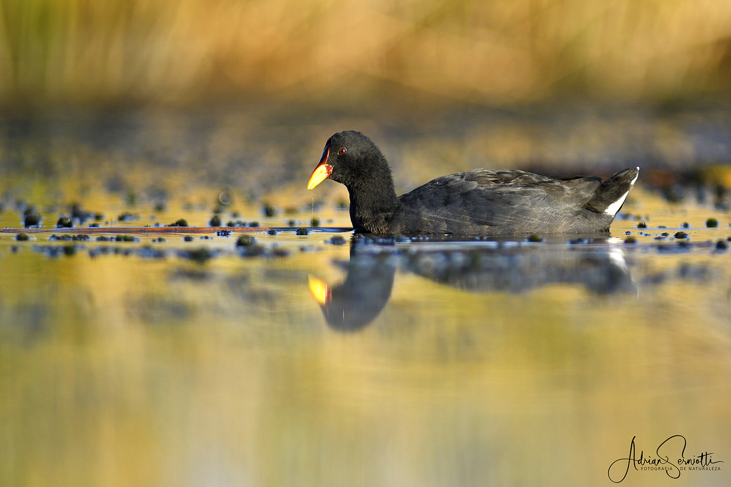gallareta-escudete-rojo-3