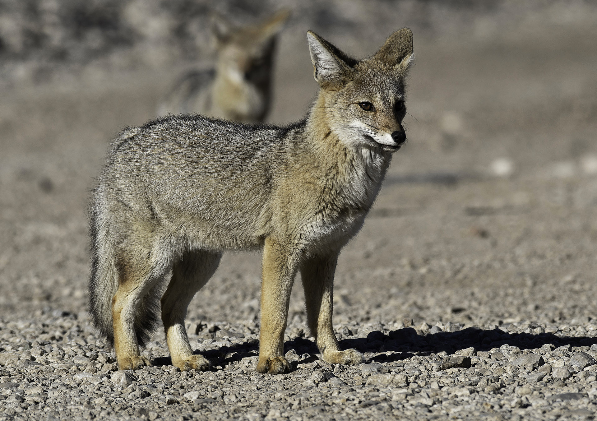 zorro-gris-lycalopex-griseus