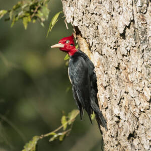 macho-de-carpintero-de-lomo-blanco-campephilus-leucopogon