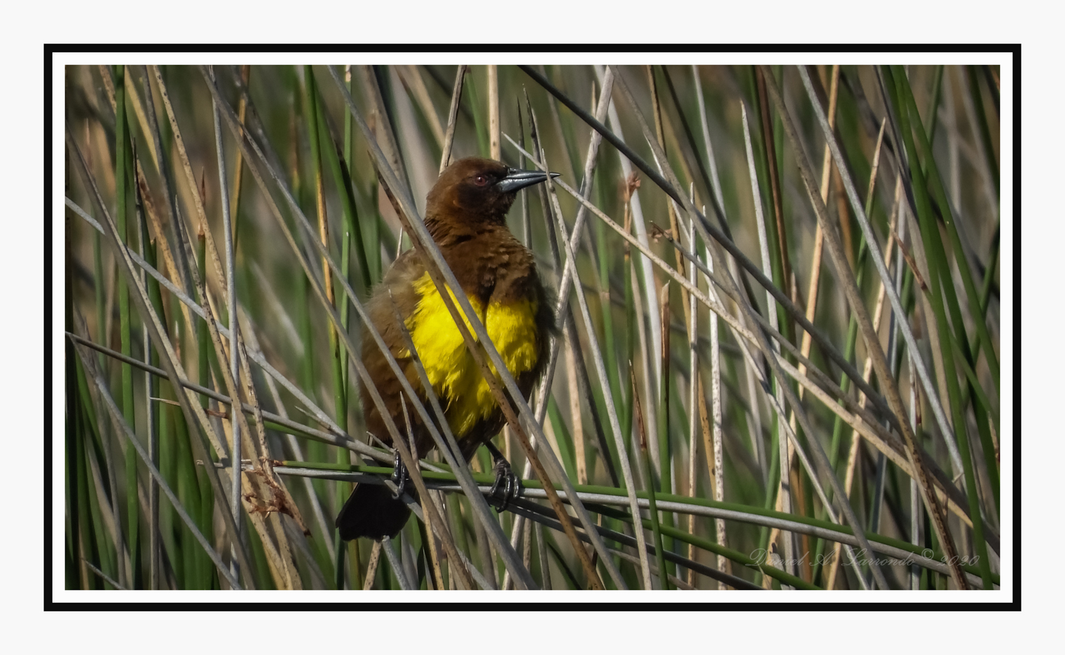 pecho-amarillo-comun