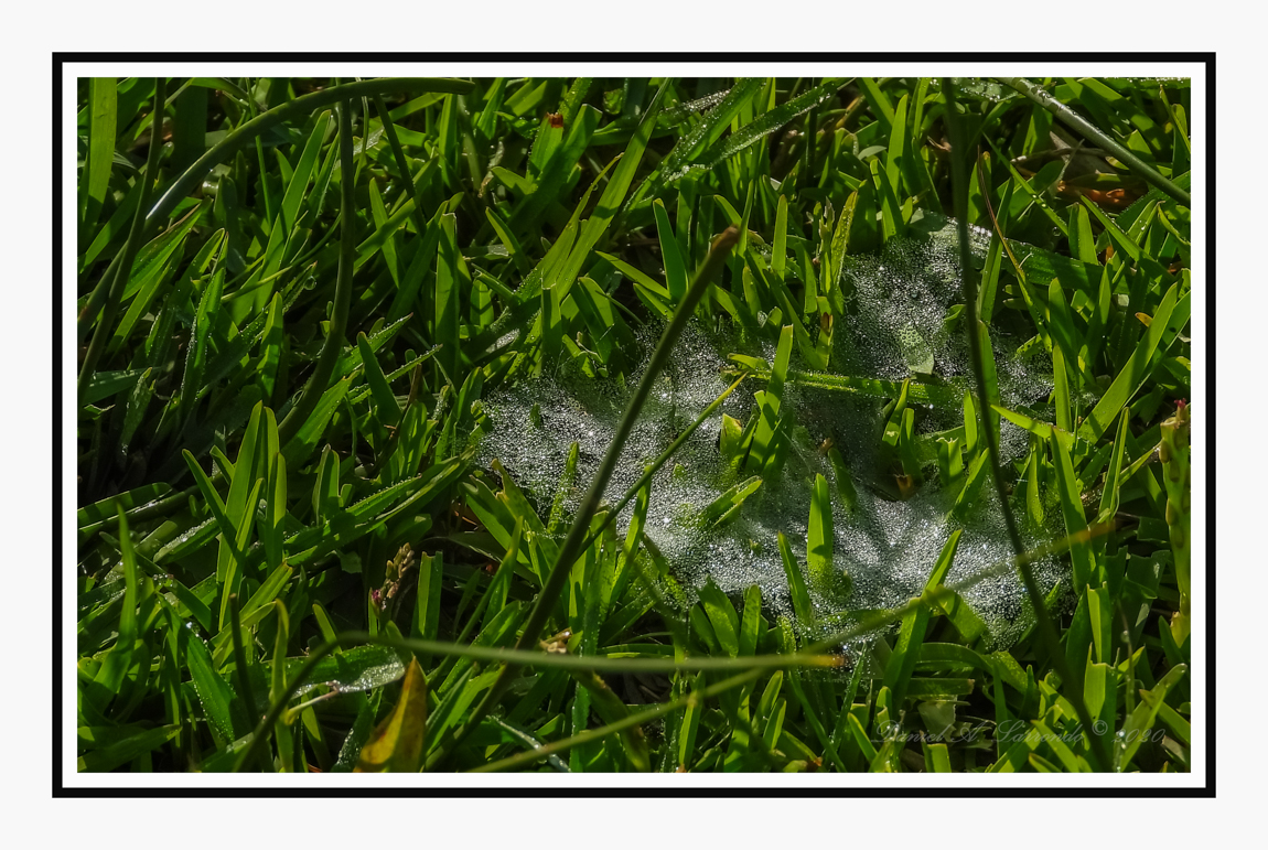 rocio-casi-como-una-telarana